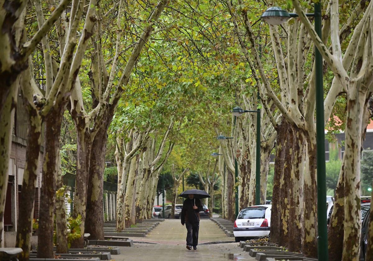 Tramo arbolado del paseo del Prado de la Magdalena.