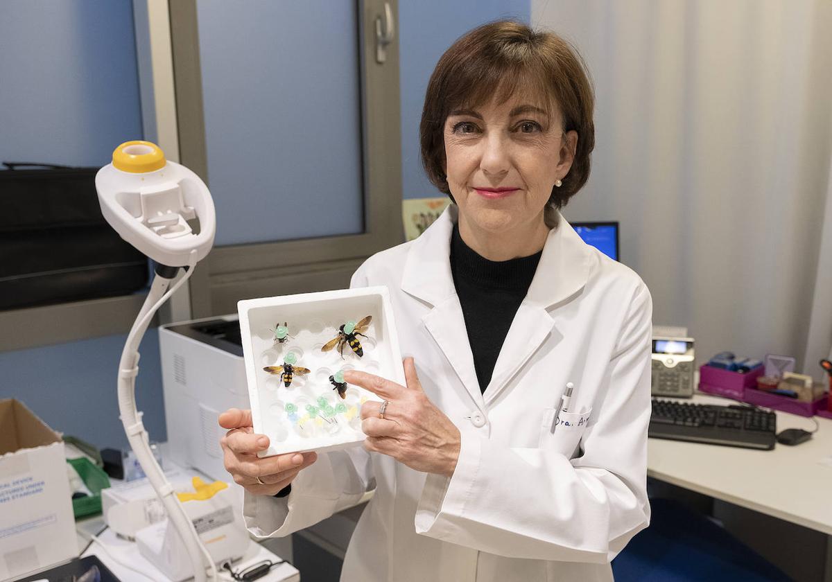 La doctora Alicia Armentia, en el laboratorio de Alergología, muestra varias véspulas.