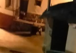 Oso paseando por las calles de Villarino del Sil.