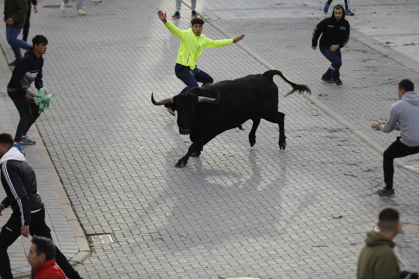 El encierro vespertino de Traspinedo, en imágenes