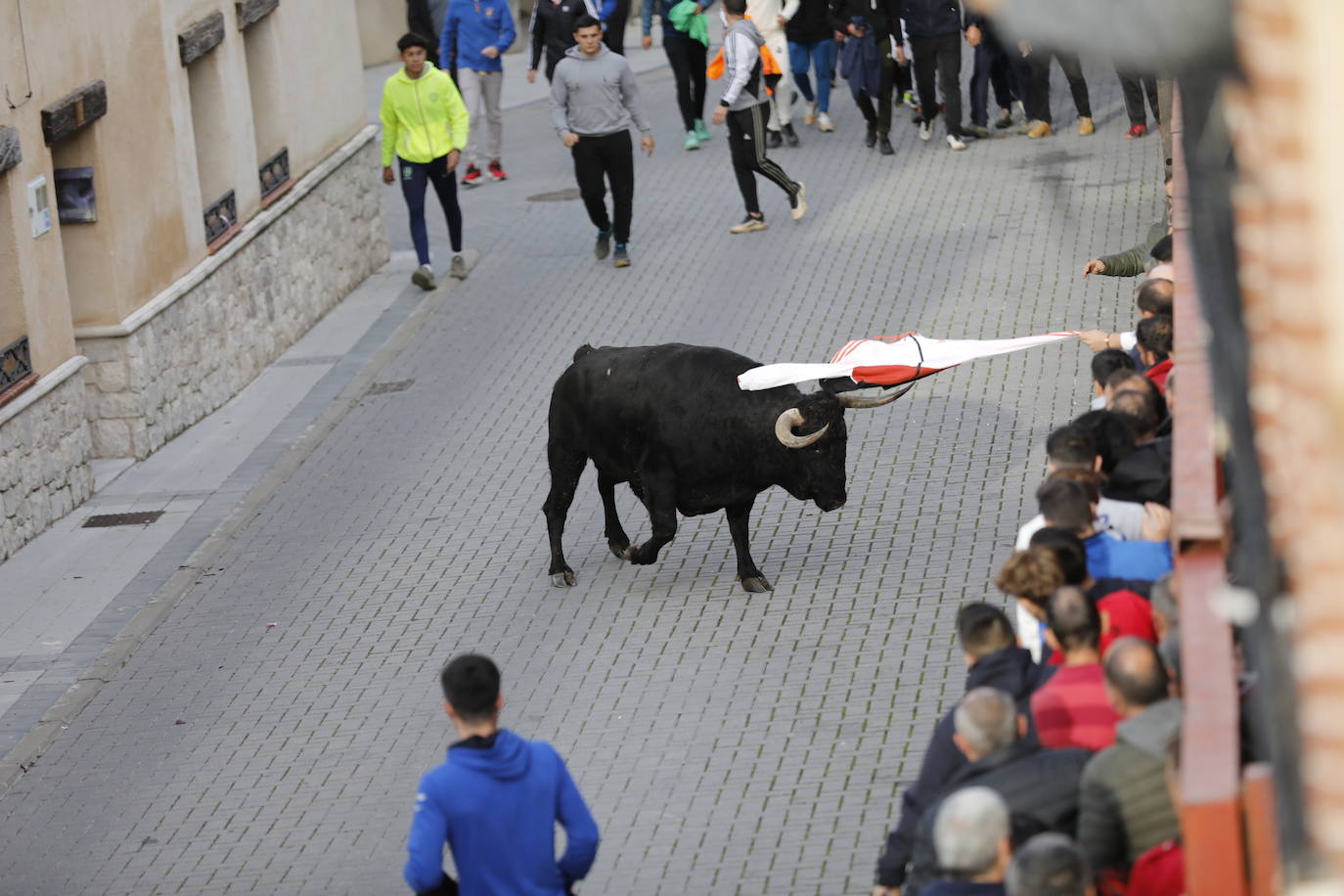 El encierro vespertino de Traspinedo, en imágenes