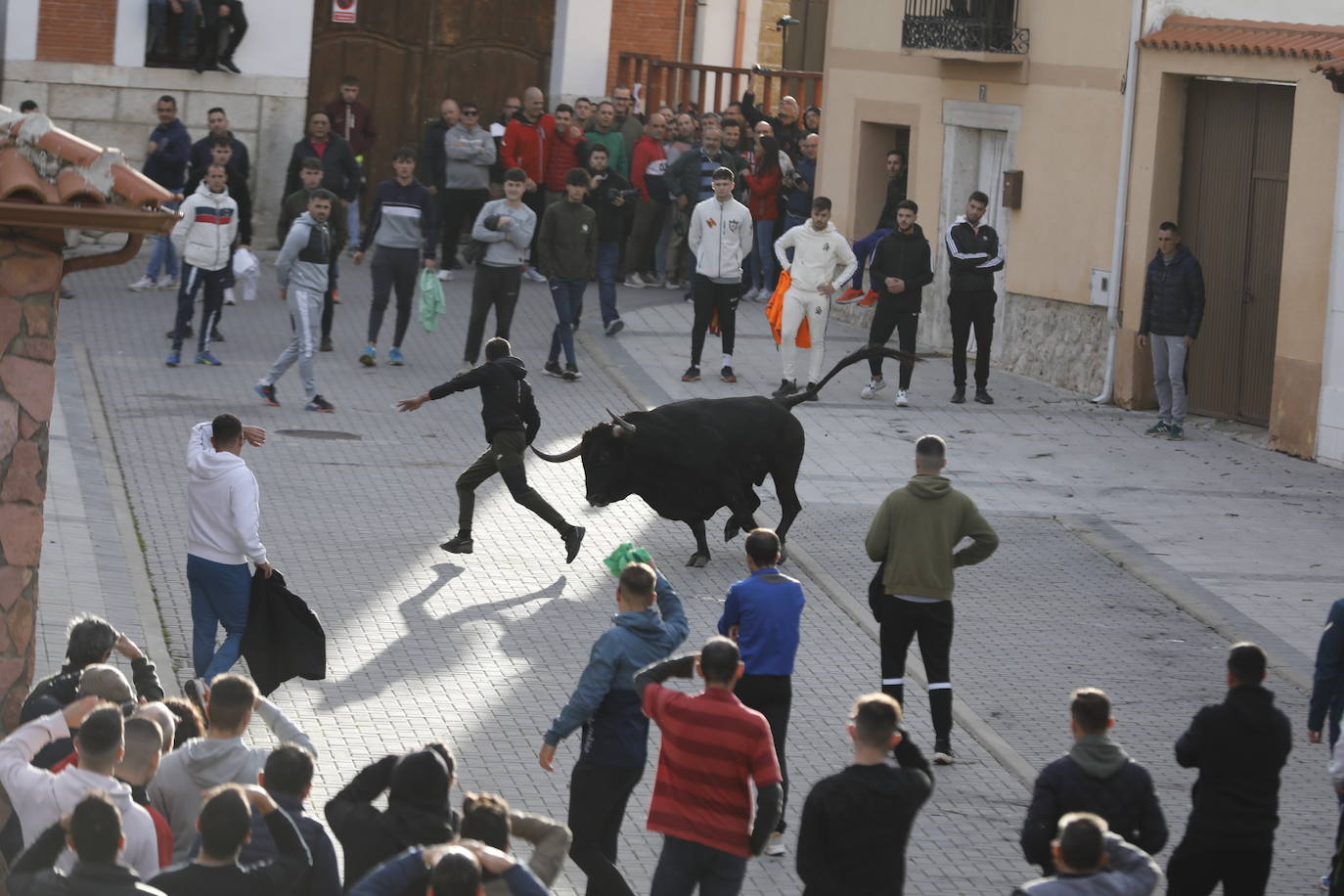 El encierro vespertino de Traspinedo, en imágenes