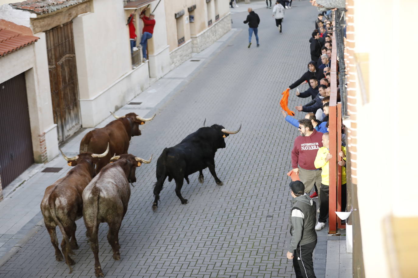 El encierro vespertino de Traspinedo, en imágenes