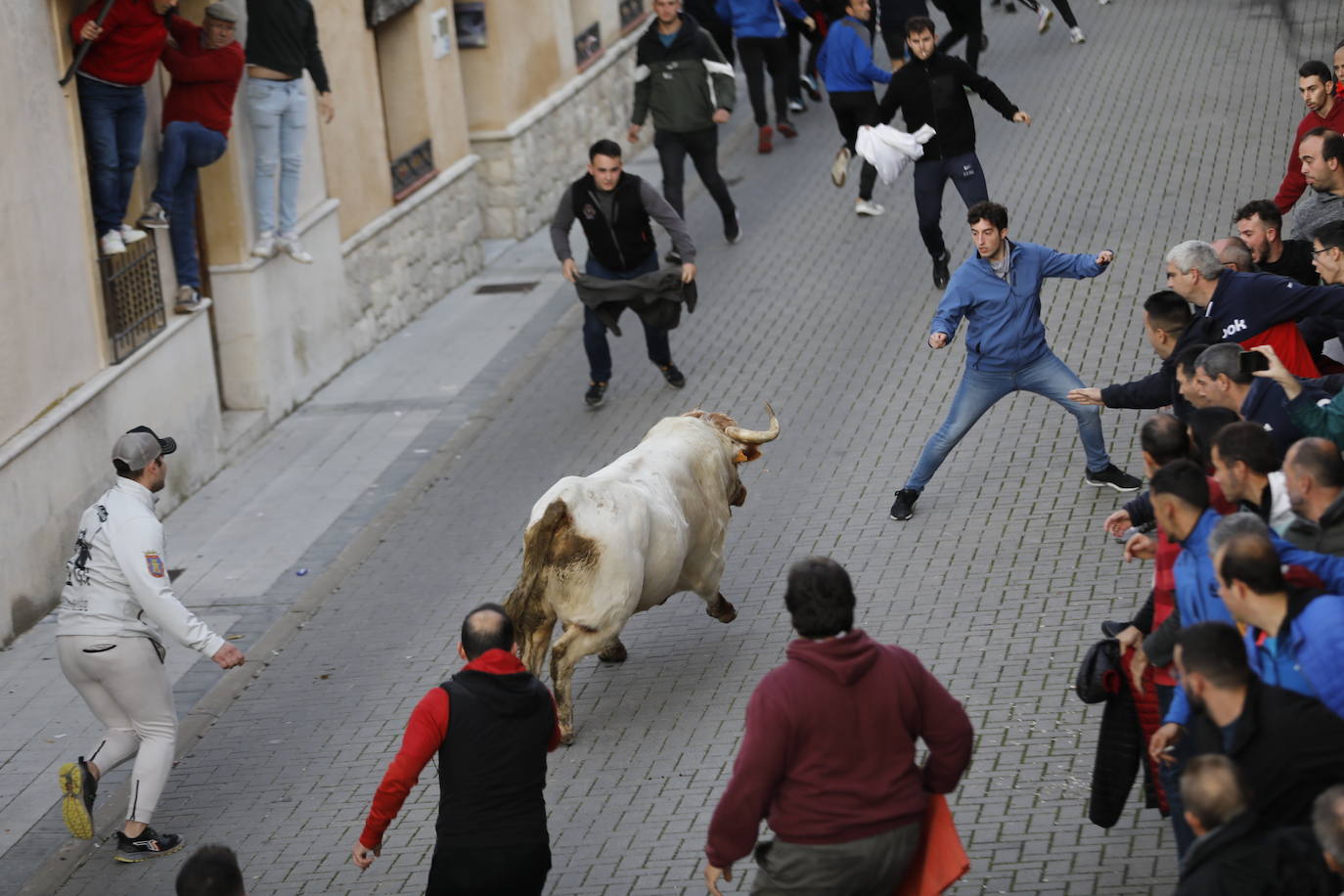 El encierro vespertino de Traspinedo, en imágenes