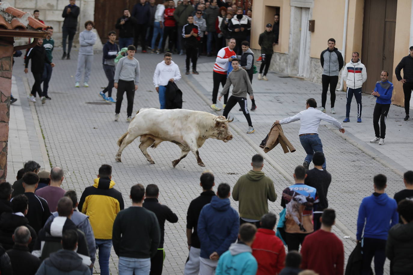 El encierro vespertino de Traspinedo, en imágenes