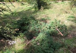 Trozos de los árboles que han sido cortados en el entorno del colegio Elena Fortún.