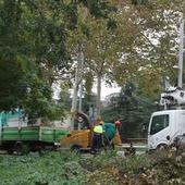 El temporal de viento causa estragos en el arbolado sano de la ciudad