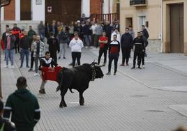 Un joven llama a uno de los novillos, este domingo en Traspinedo.