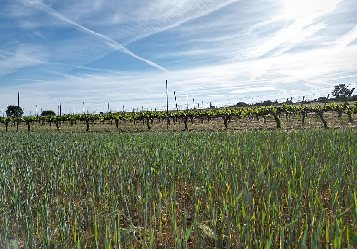 Cereal afectado por la sequía la pasada campaña.