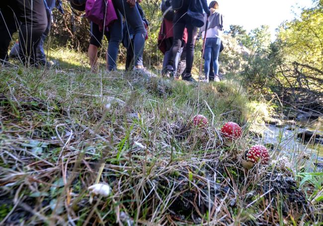 Setas no comestibles, en un monte de la provincia.