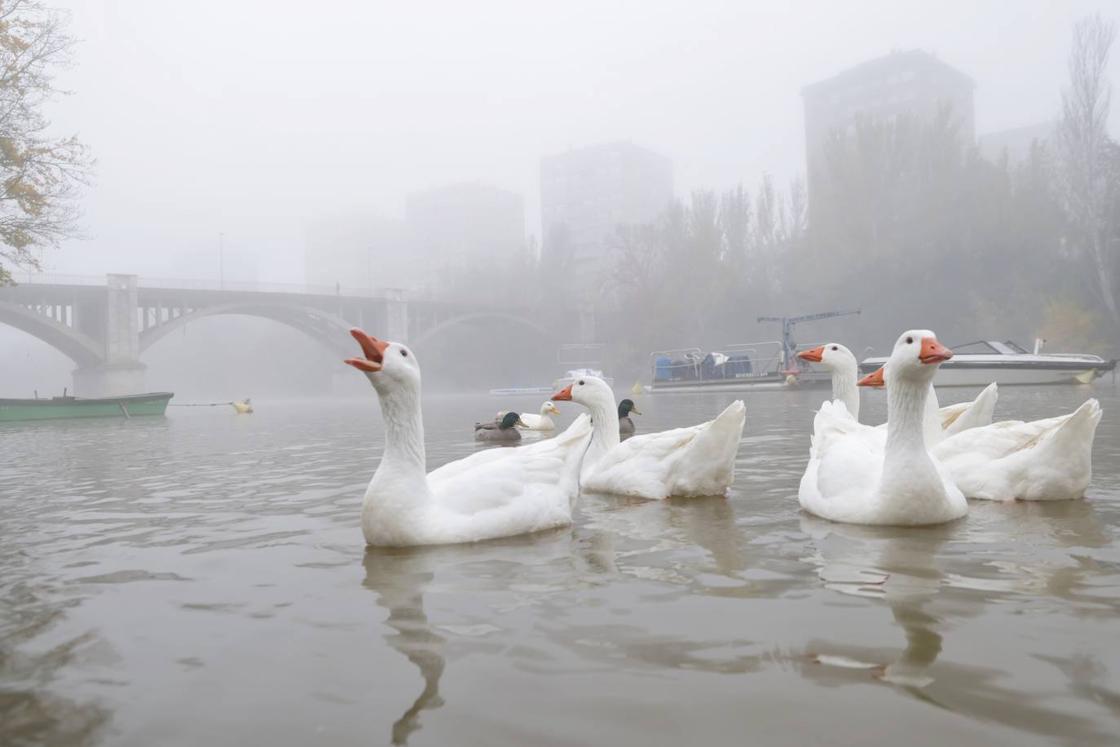 Valladolid amanece cubierta por una densa niebla que ha dejado bellas imágenes