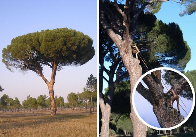 Pino del Sendero de Angulo y pino de La Virgen con detalle del Monumento al Piñonero