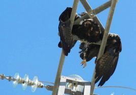 Aguila imperial electrocutada en un tendido electrico peligroso.