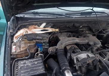 Investigado un hombre en Segovia por cazar con galgos sin permiso
