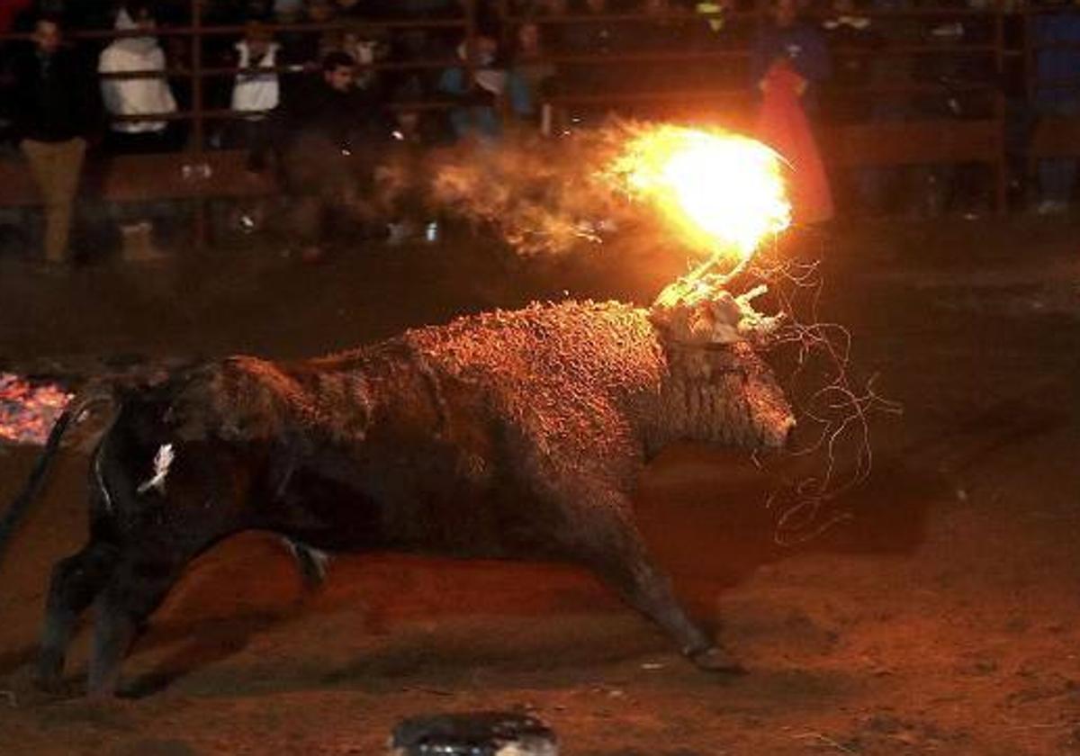 Admitido a trámite el recurso del Pacma contra el Toro Jubilo de Medinaceli