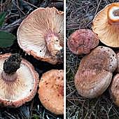 Cómo diferenciar níscalos falsos y verdaderos