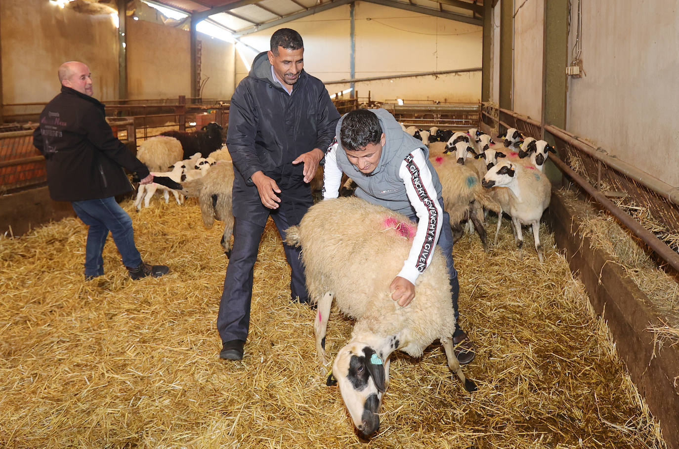 Un proyecto para que pastores saharauis trabajen en explotaciones ovinas de Palencia