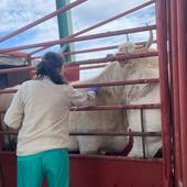 La Junta abre la puerta a que veterinarios privados efectúen saneamientos ganaderos