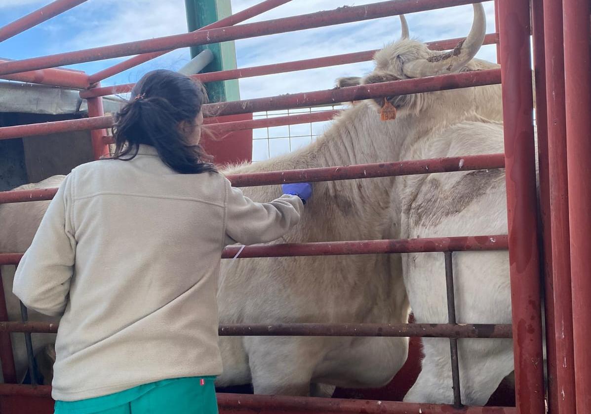 Una veterinaria realiza una prueba de saneamiento.