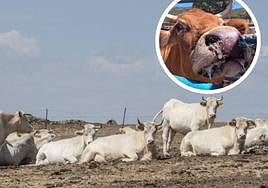 Vacas en una explotación ganadera de Segovia durante el periodo de incidencia de la EHE, y en el círculo, una res afectada por la enfermedad.