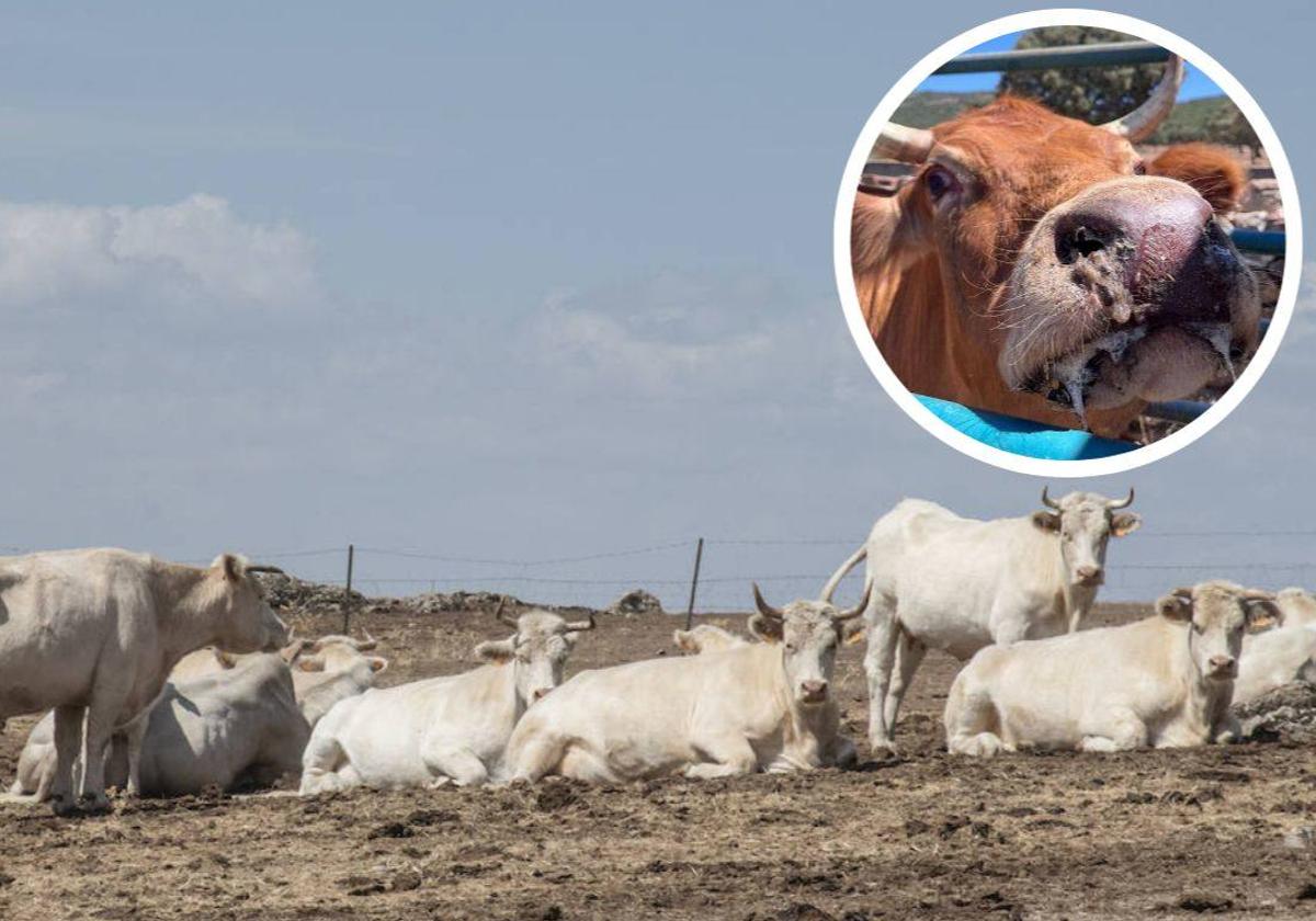 Vacas en una explotación ganadera de Segovia durante el periodo de incidencia de la EHE, y en el círculo, una res afectada por la enfermedad.