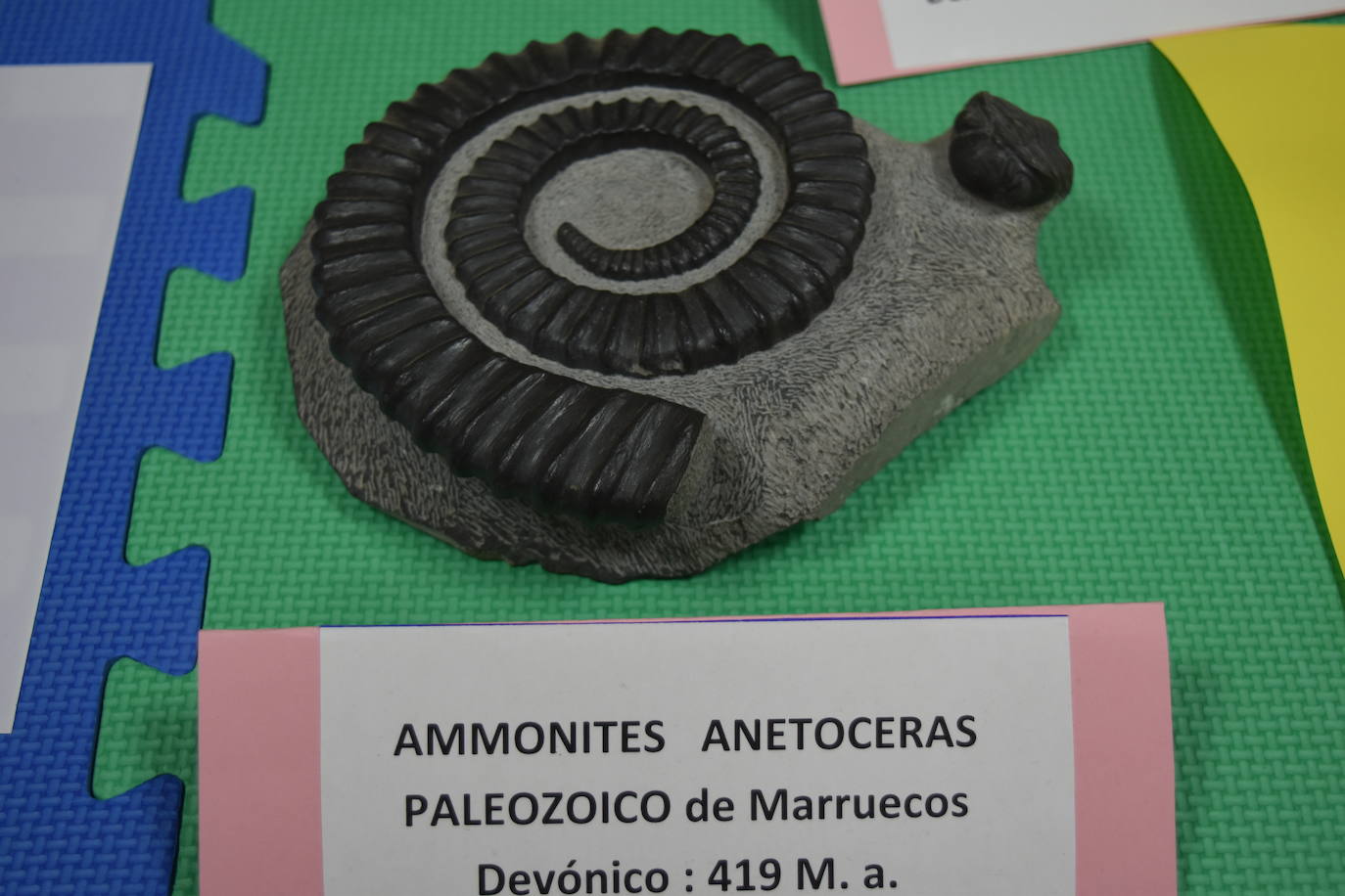 Exposición de fósiles en Aguilar de Campoo