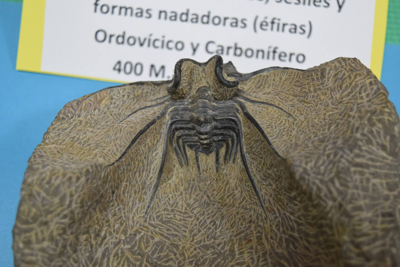 Exposición de fósiles en Aguilar de Campoo