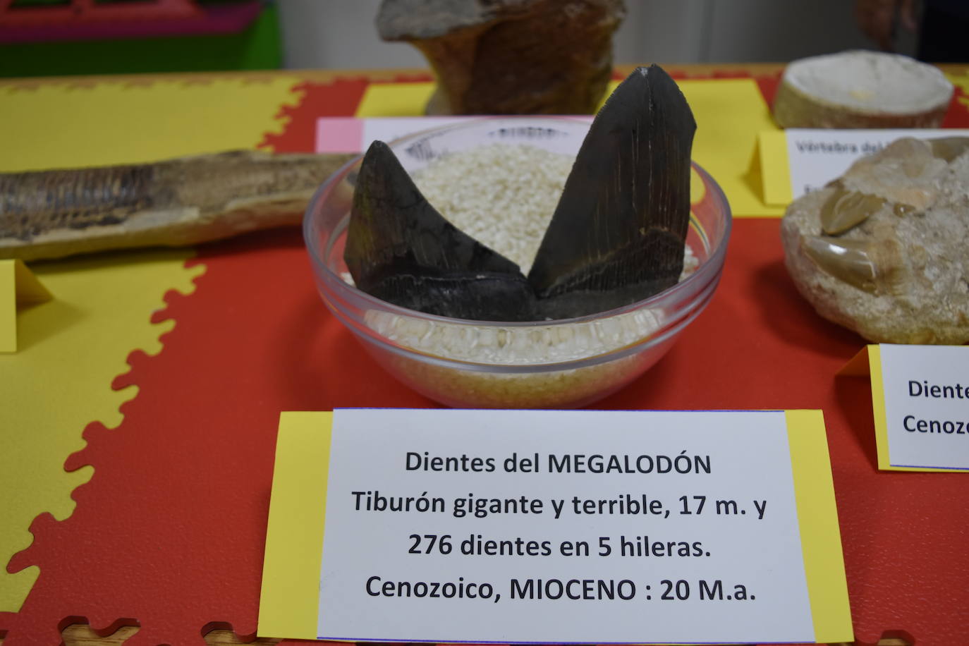 Exposición de fósiles en Aguilar de Campoo