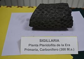 Exposición de fósiles en Aguilar de Campoo
