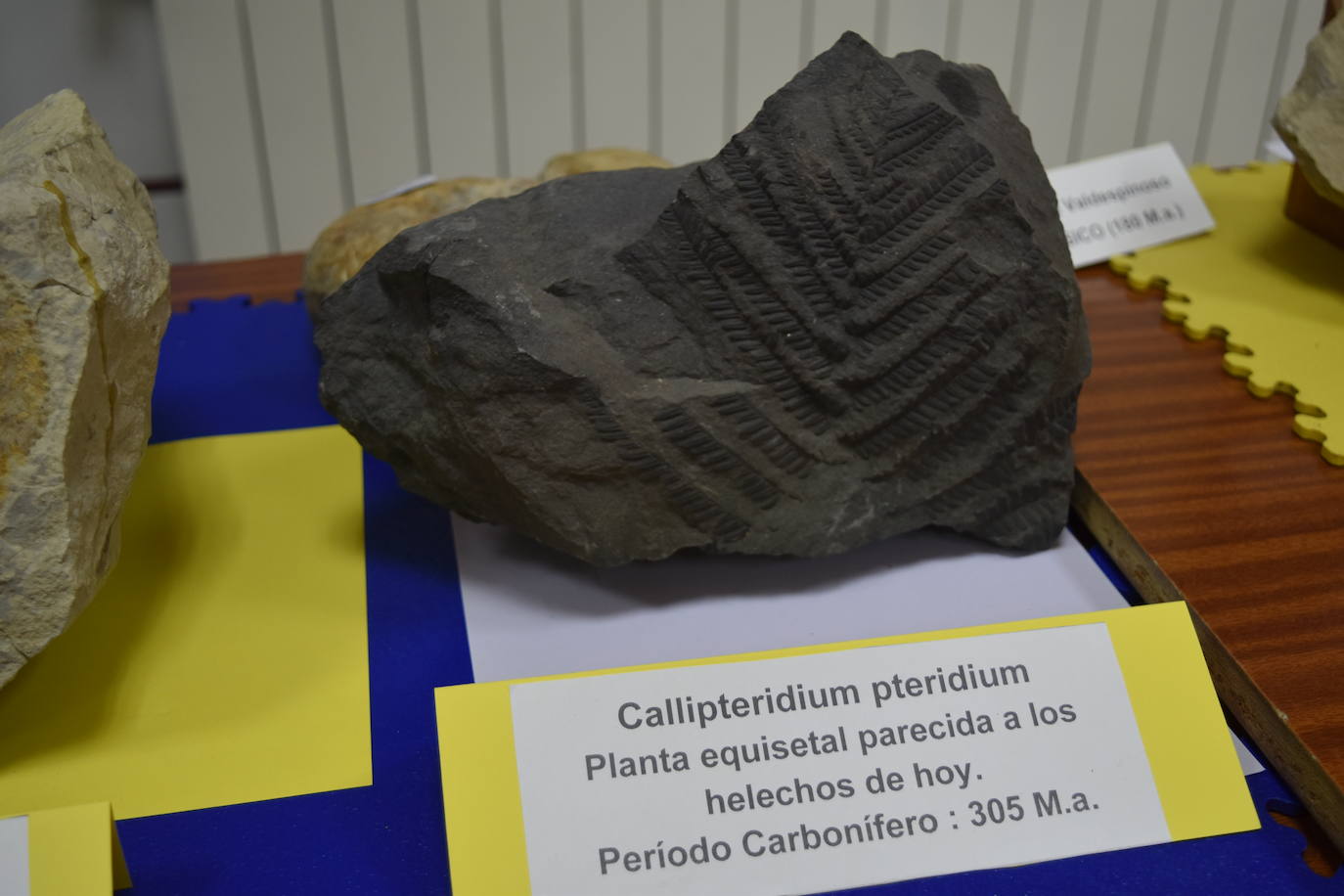 Exposición de fósiles en Aguilar de Campoo