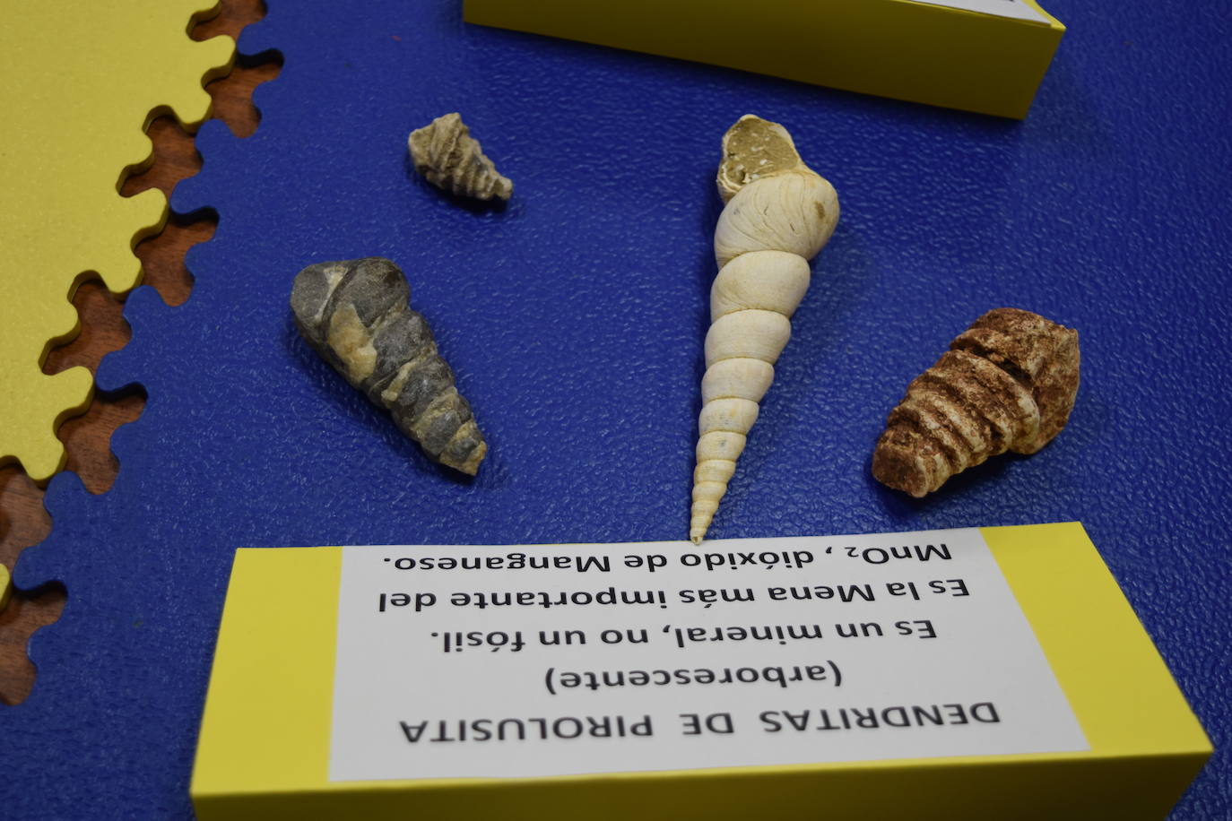 Exposición de fósiles en Aguilar de Campoo