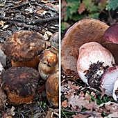 Cómo identificar boletus comestibles
