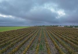 Viñedos de la Denominación de Origen Ribera del Duero.