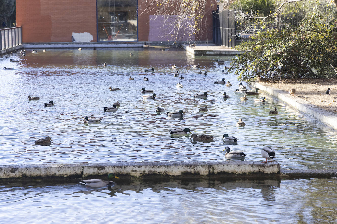 Crecida del río Esgueva por el paseo del Cauce