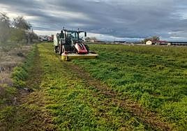 Siega de vezas, sembradas después de ensilar maíz,