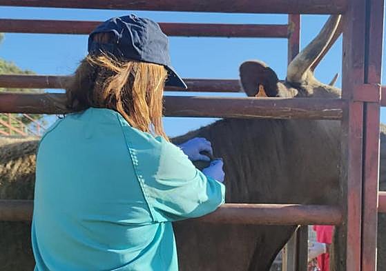Una veterinaria realiza una prueba de saneamiento.