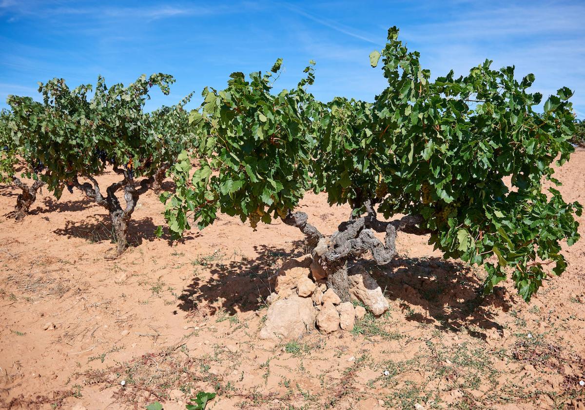 Bodegas Zifar, elegantes matices