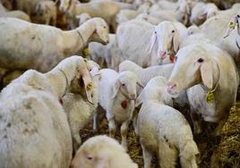 Los lechazos entre las ovejas en una explotación de ovino.