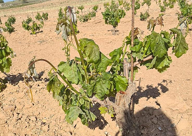 Daño en el viñedo causado por una helada.