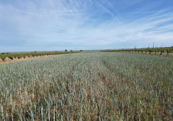 Parcela de cereal afectada por la sequía esta pasada campaña en la provincia de Burgos.