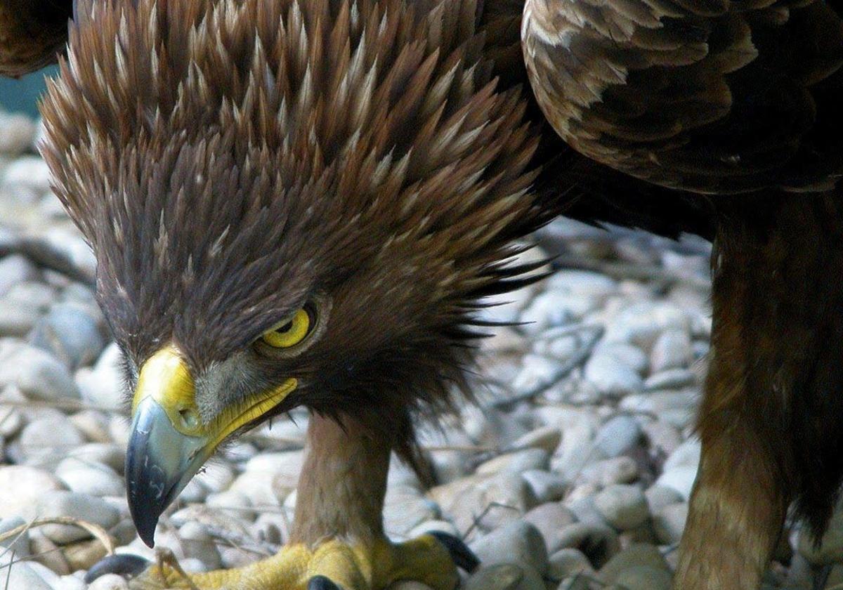 Un ejemplar de Águila Imperial.