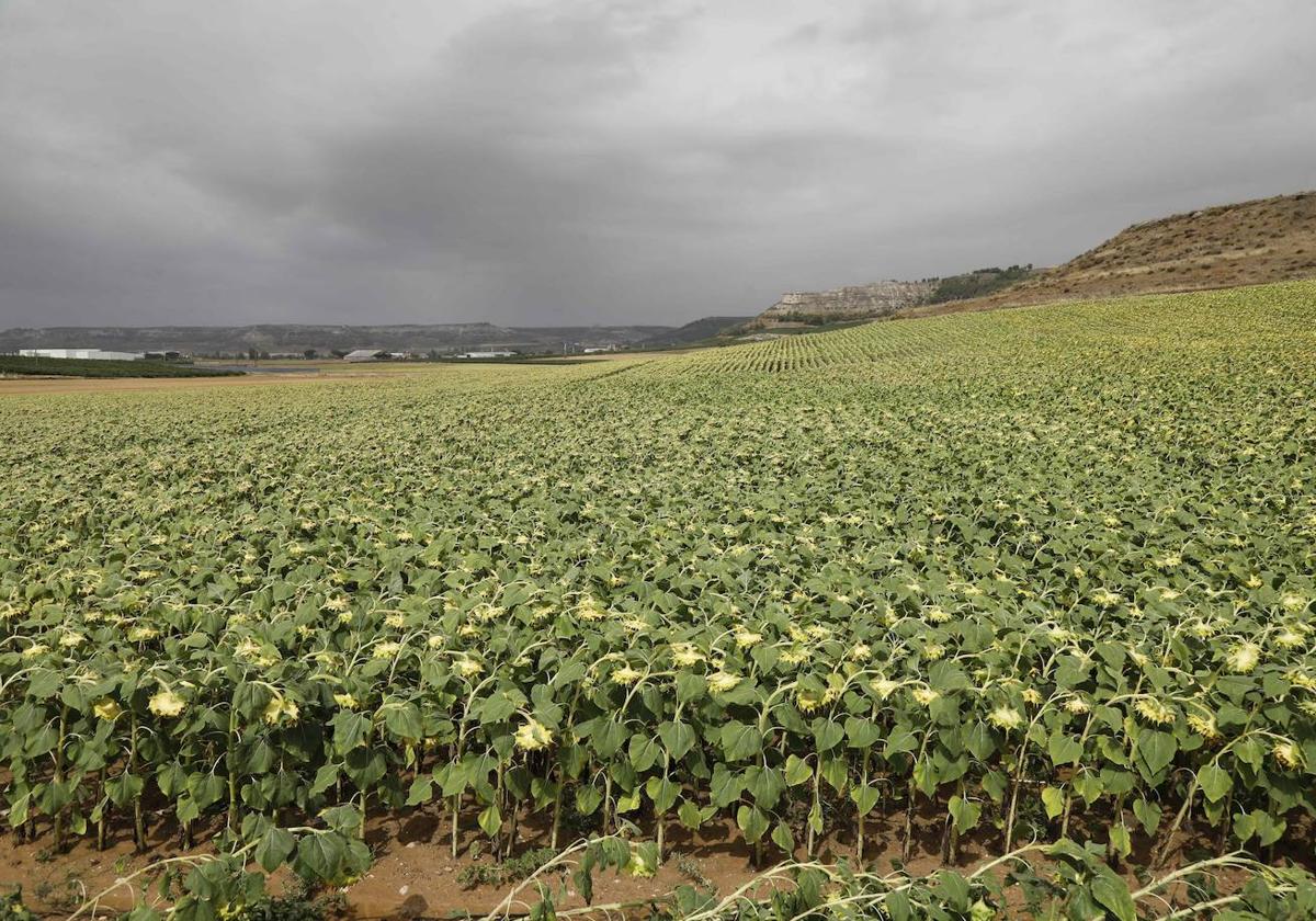 Superficie de girasol esta pasada campaña.