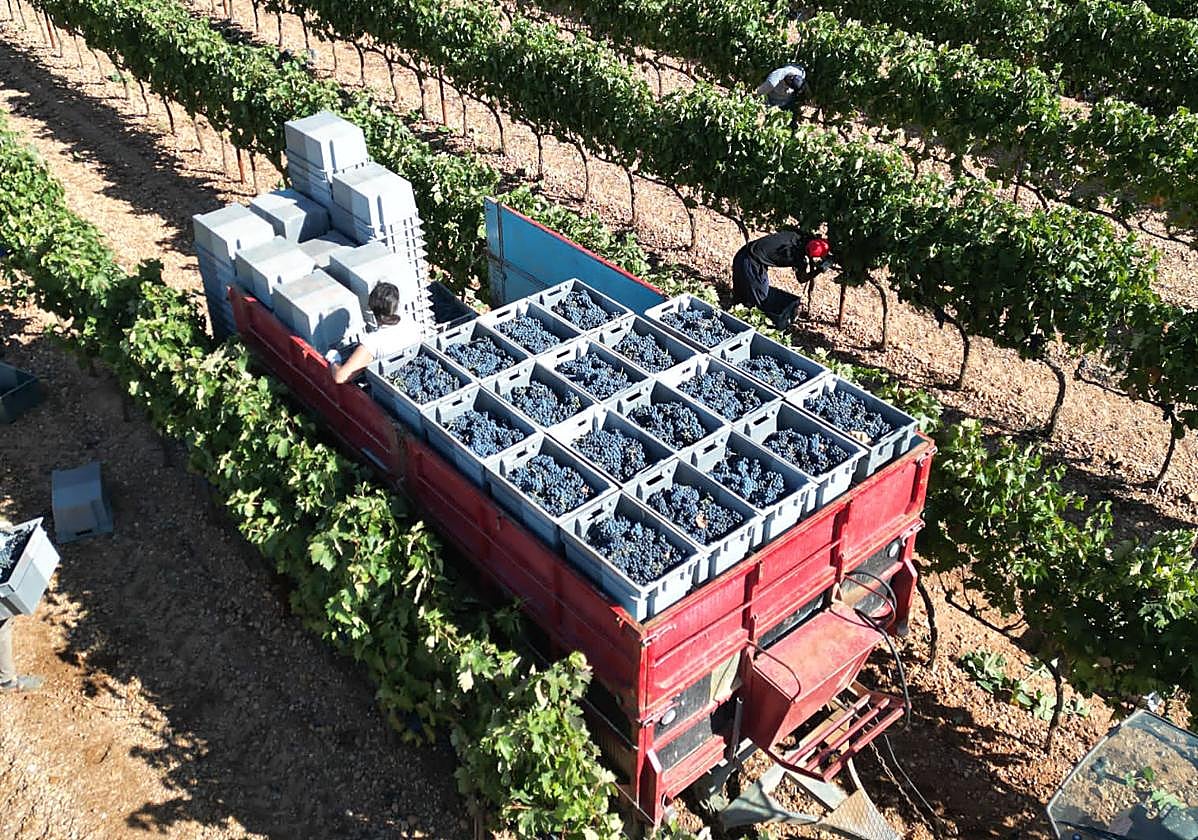 La pasada vendimia en Ribera del Duero.