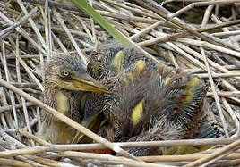 Crías de garza imperial.