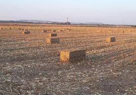 La paja, todavía en el campo.