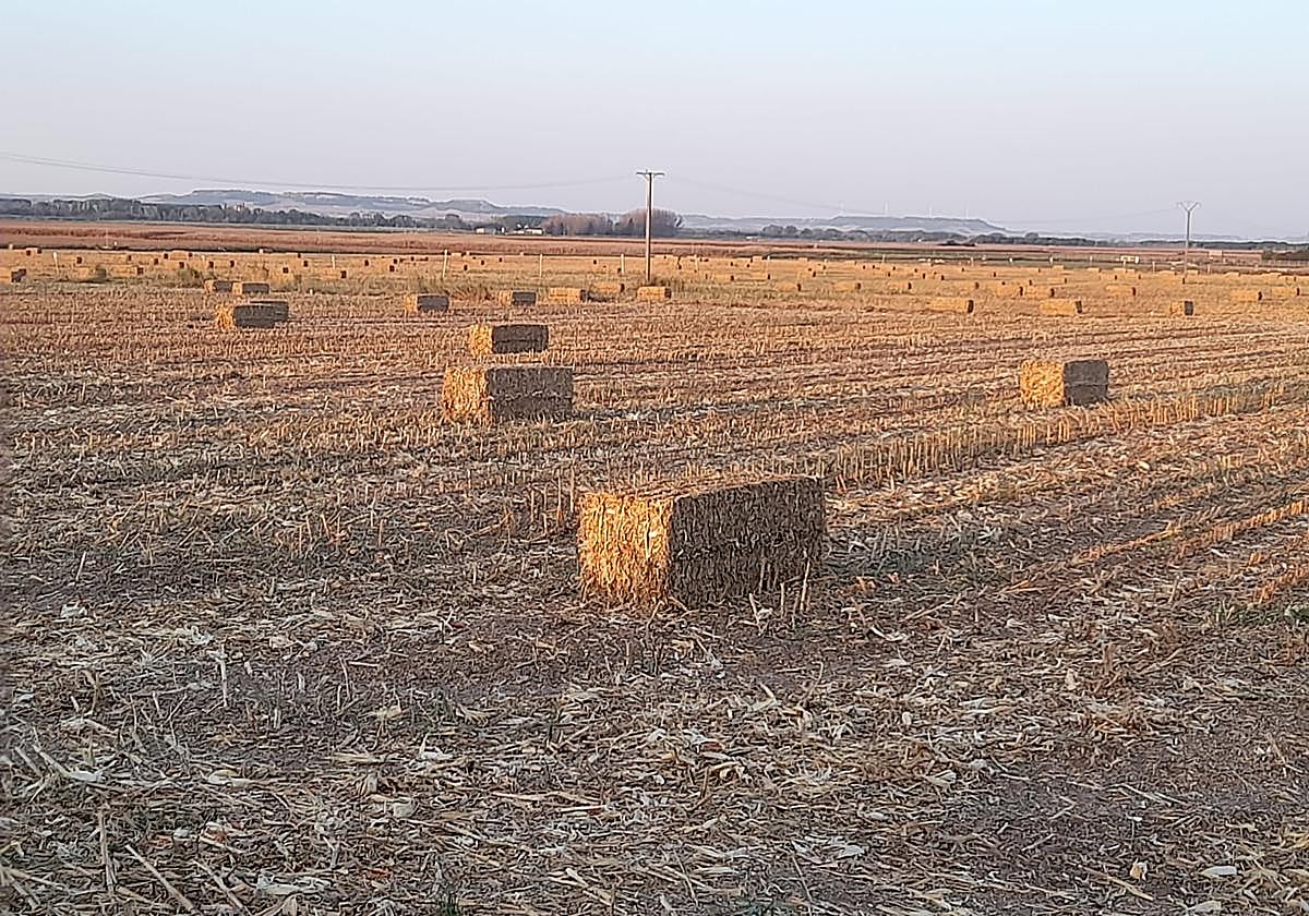 La paja, todavía en el campo.