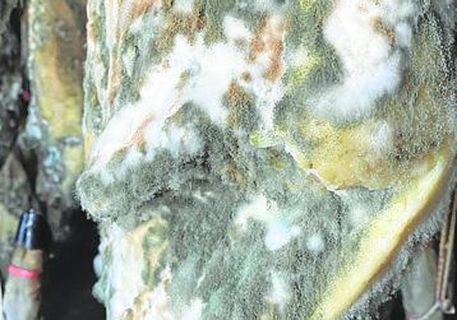 Jamones del estudio con su microbiota.
