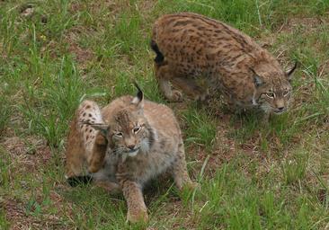 Palencia y Zamora, zonas idóneas para el hogar del lince ibérico