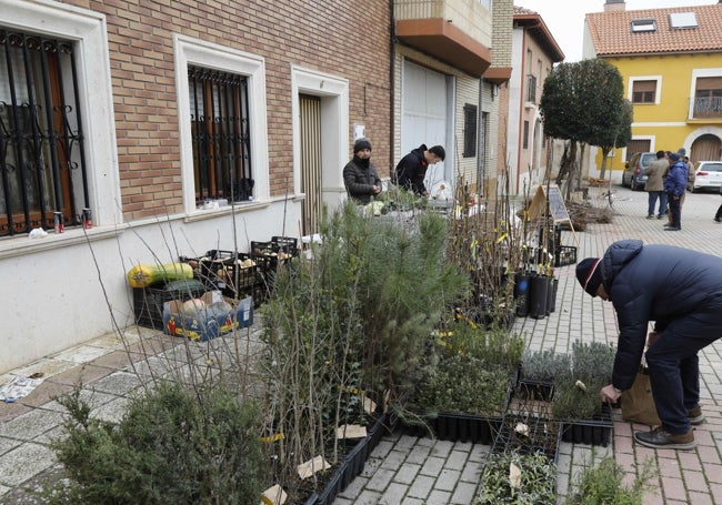 Puesto de árboles y plantas.