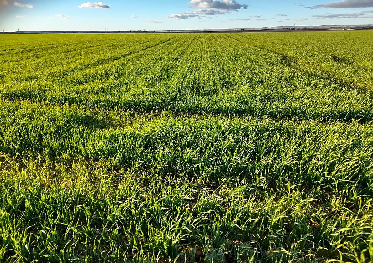 Trigo, sembrado esta sementera, en la localidad vallisoletana de Pollos.